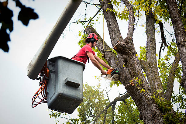 How Our Tree Care Process Works  in  Stanton, KY